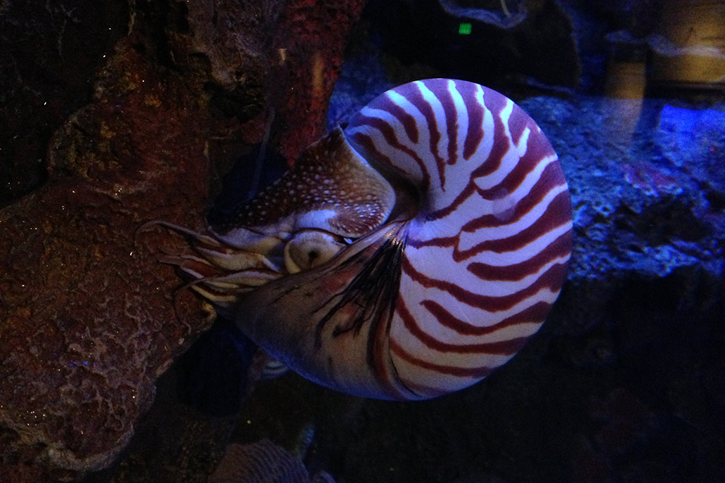 O Aquário Nautilius em Lima