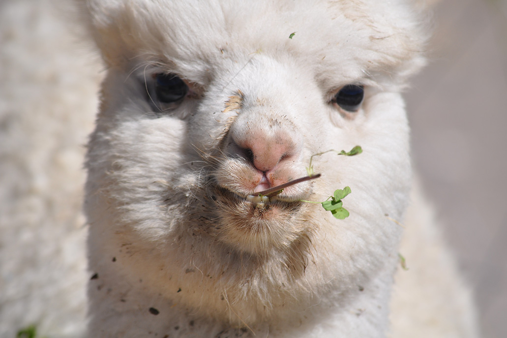 Os 4 auquénídeos do Peru