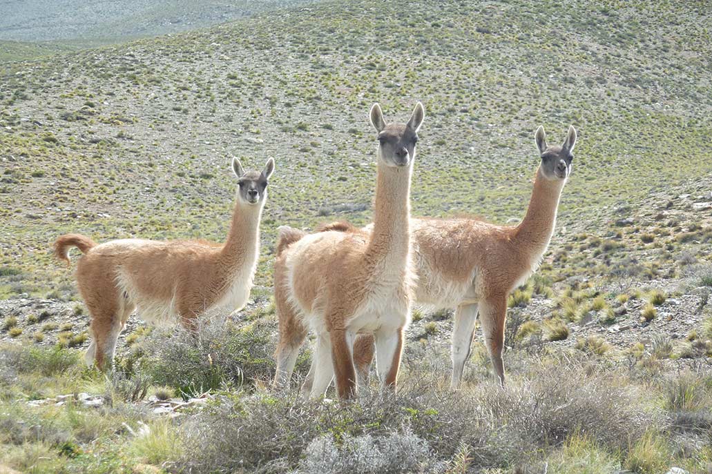 O guanaco