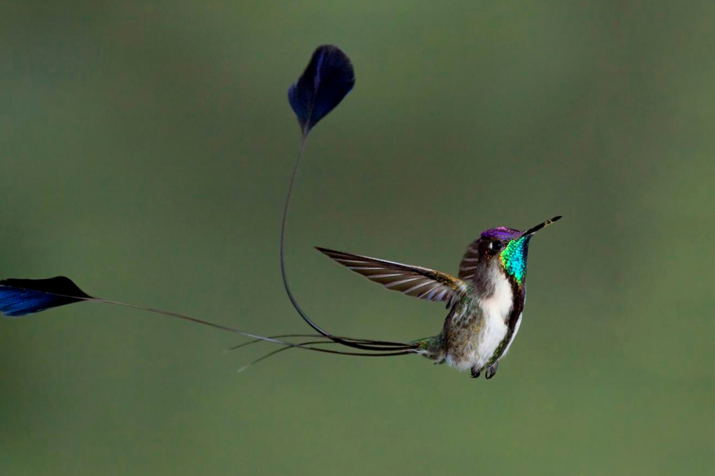 The spatula tailed hammingbird