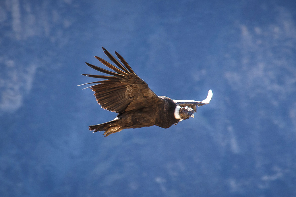 Andean Condor