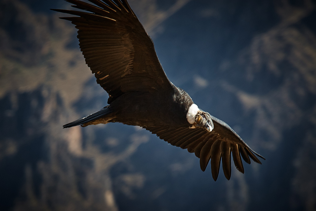 Andean condor