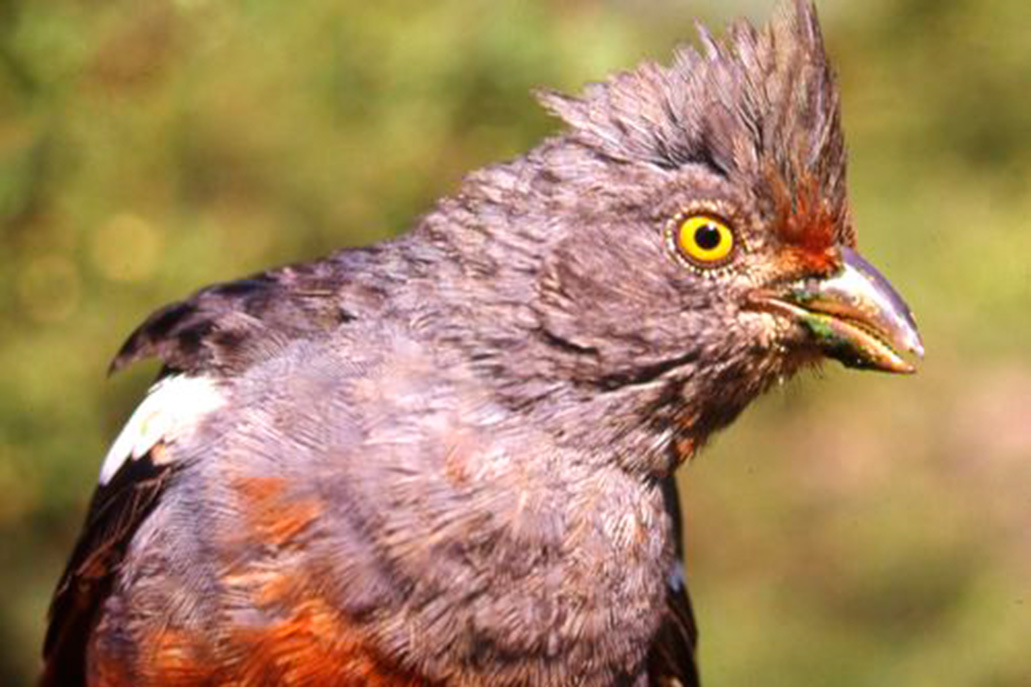 Peruvian branchcutter