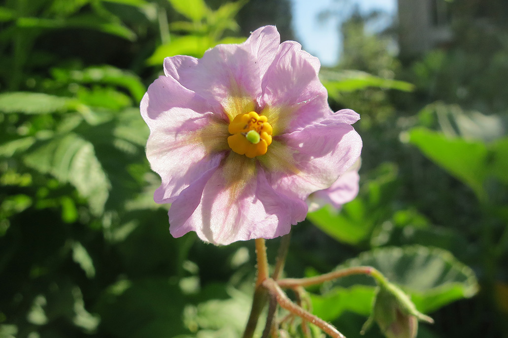 Potato flower