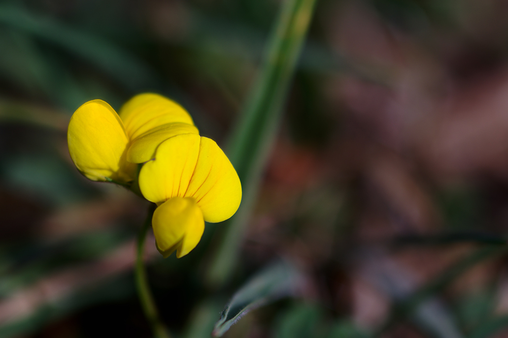 Broom flower