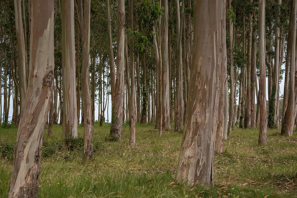 A floresta de eucaliptos