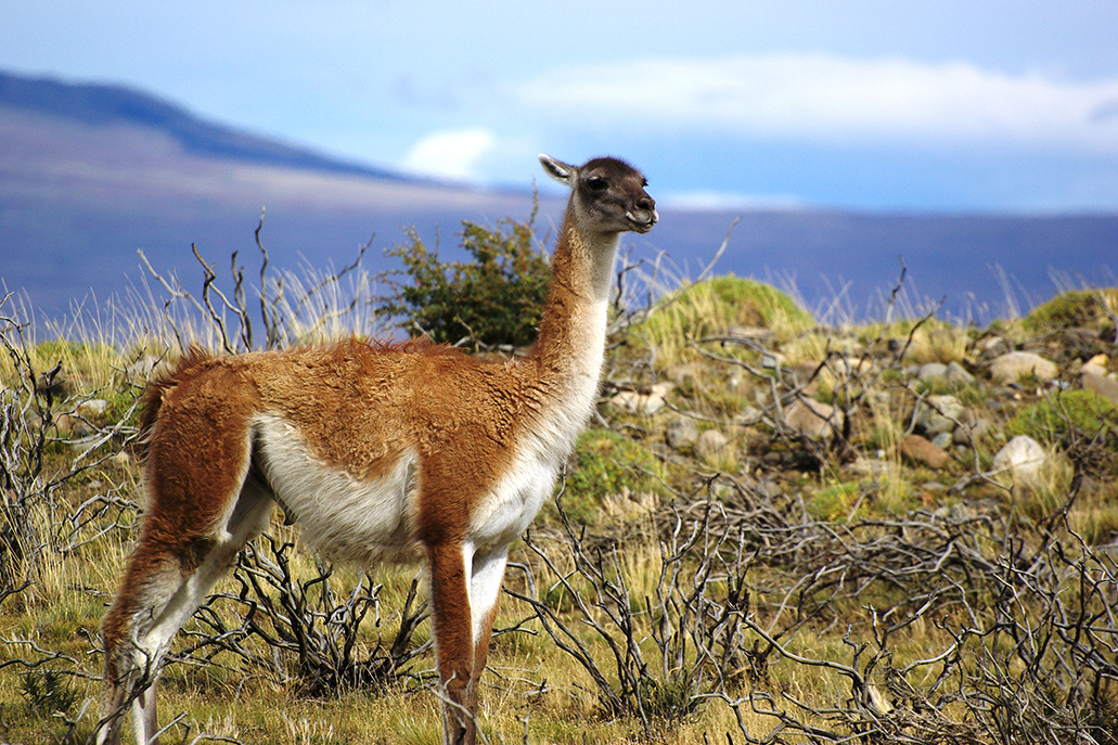 10 endangered mammals of Peru