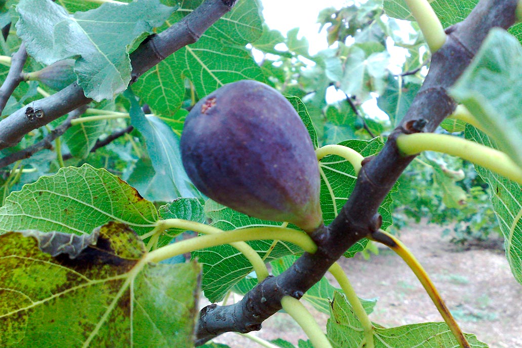 fig