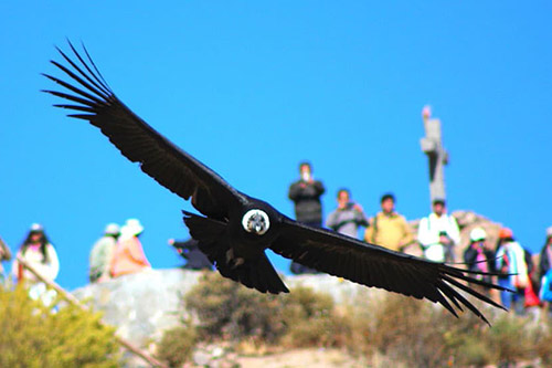 Cañon del Colca