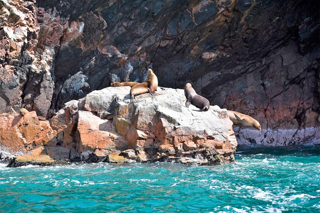 Tour Paracas