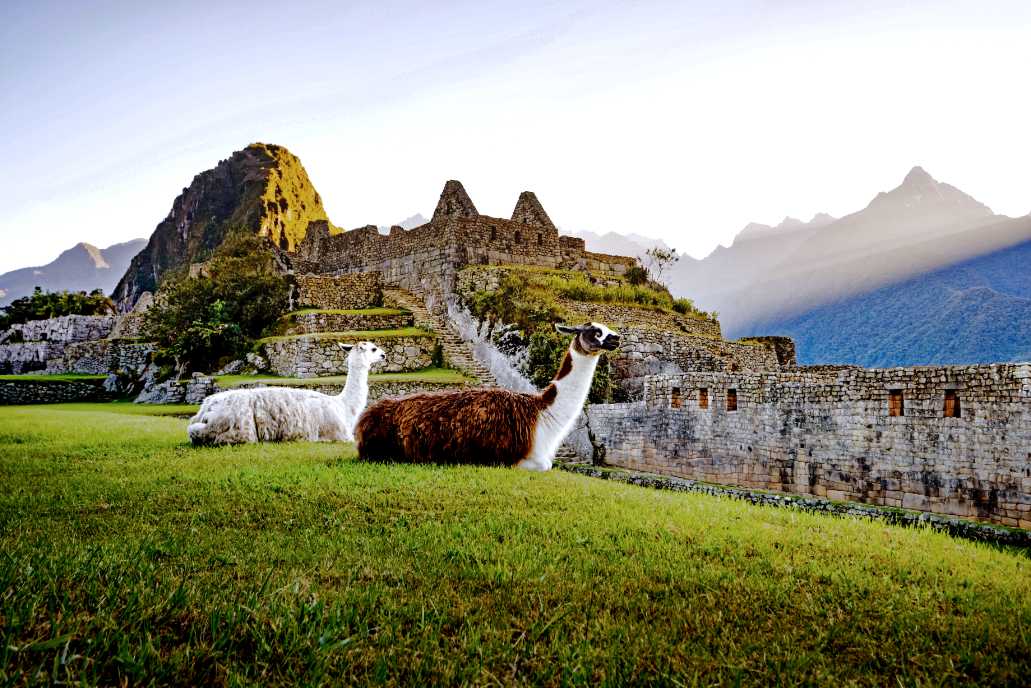 Llamas en Machu Picchu