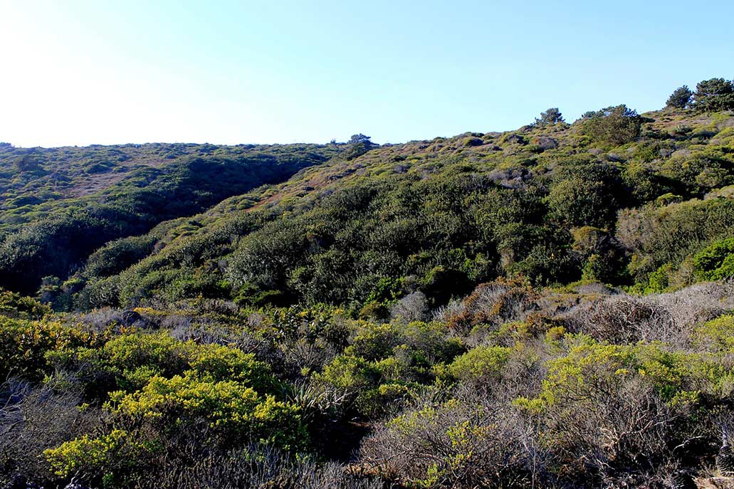 Lomas de Lúcumo (Lima)