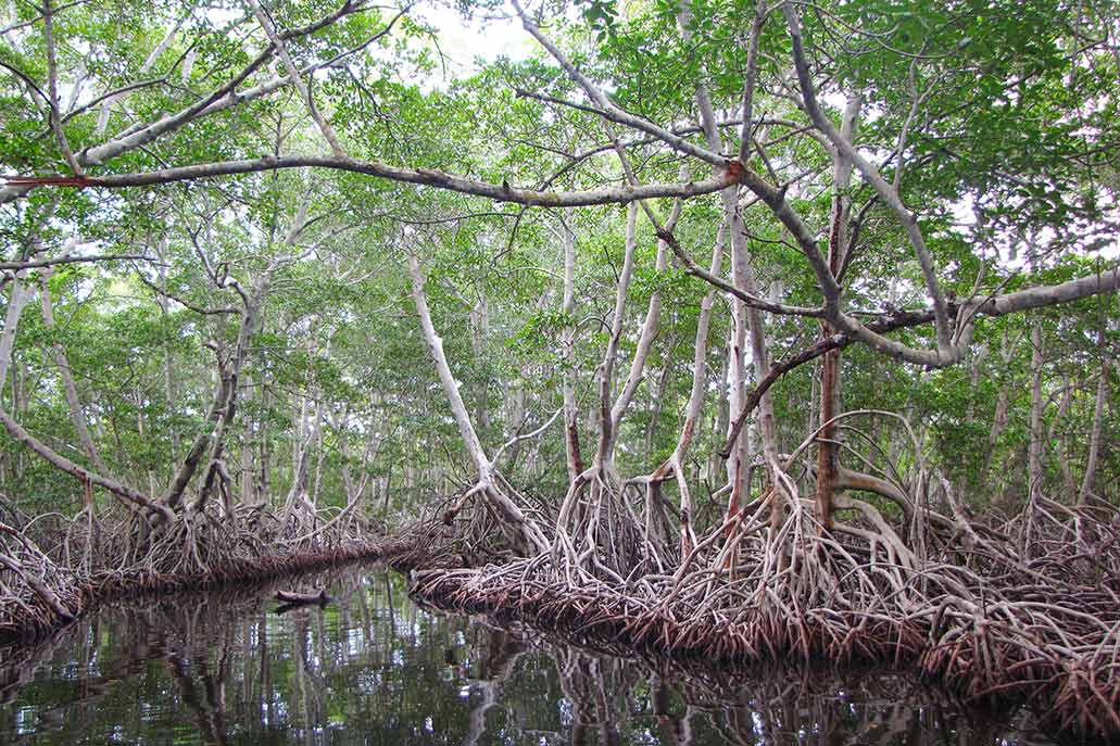 Manguezais de tumbes