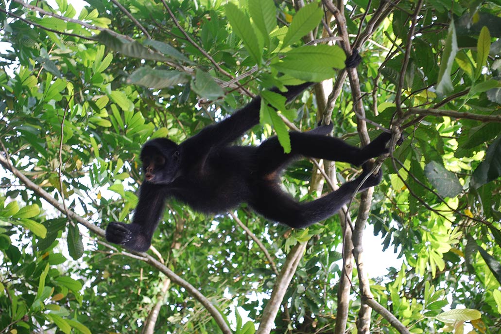 Yellow-tailed woolly monkey or maquisapa chusca