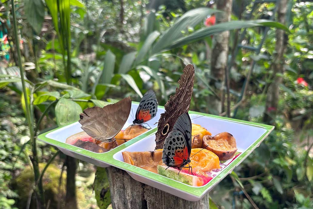 Machu Picchu Butterfly House