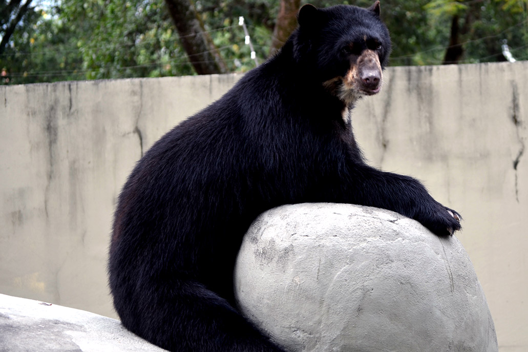 O urso de óculos