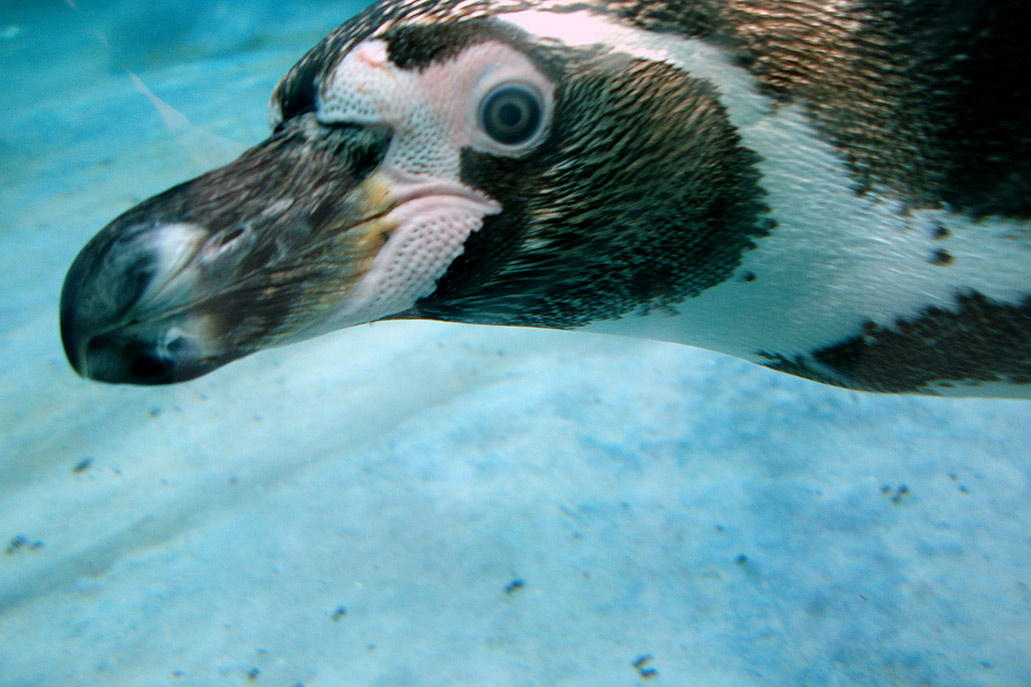 Pinguim de humboldt