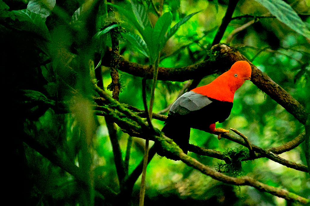 O galo das pedras