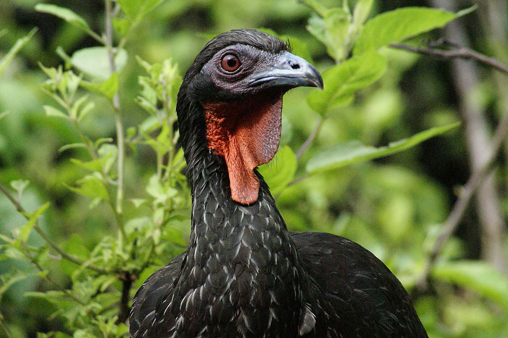 The white-winged guan