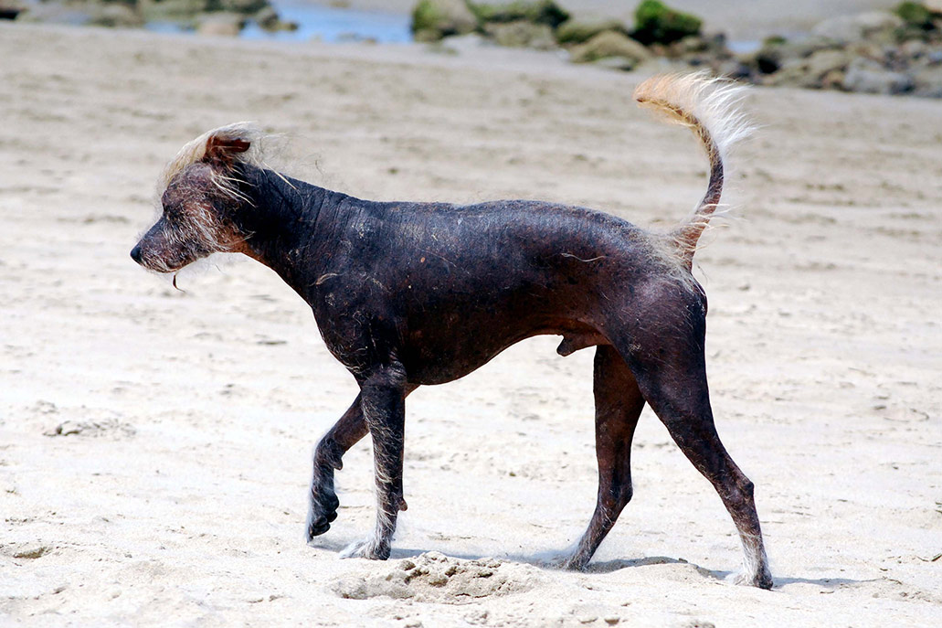 Cachorro sem pelo peruano