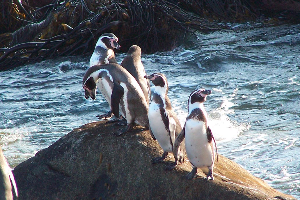 Humboldt penguin