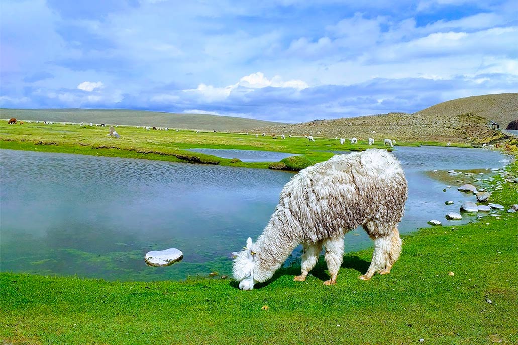 Reserva de Salinas y Aguada Blanca