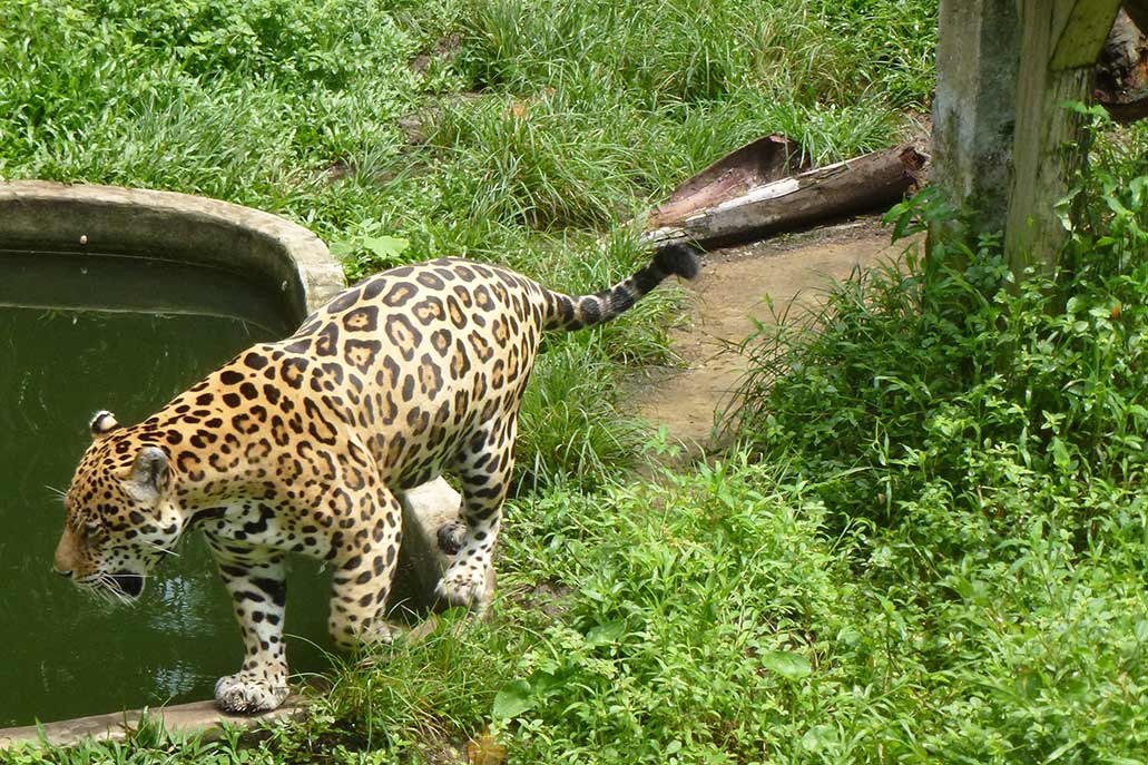 Zoológico de Quistococha em Loreto